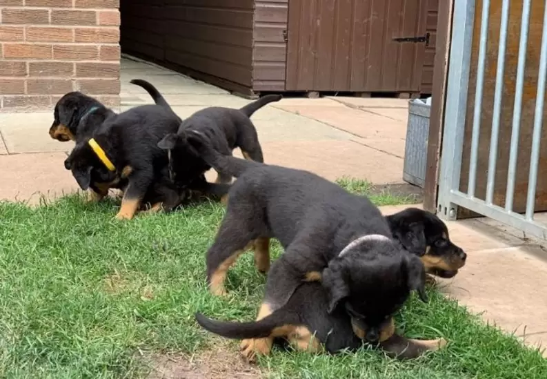 Beautiful Rottweiler maschi puppies and females available.